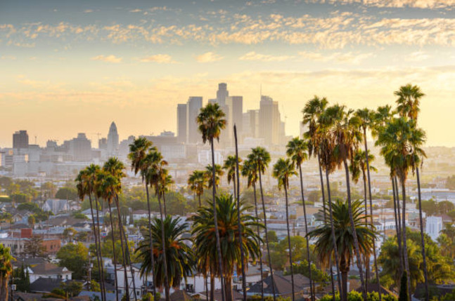palm trees with the city in the background